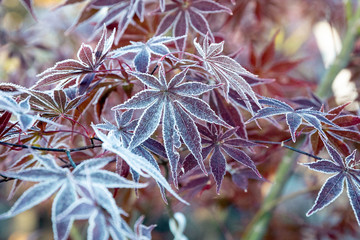 Frost on Japanese Maples