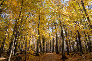 Beautiful yellow fall leaves in a forest during the autumn sunshine