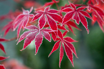 Frosty Japanese Maple Leaves