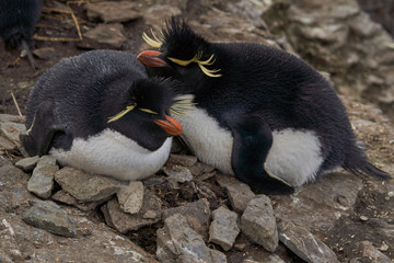 Rockhopper Penguins (Eudyptes chrysocome) at their nesting site on the cliffs of Bleaker Island in the Falkland Islands