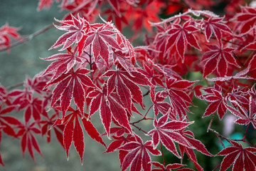 Frost on Japanese Maple Leaves