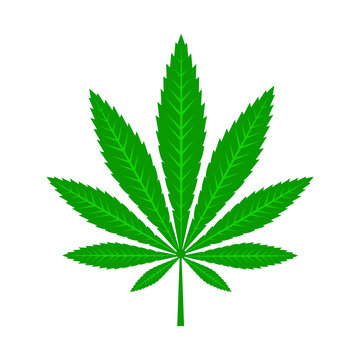 Green cannabis leaf.
