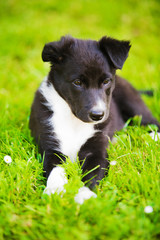 Happy puppy on a green grass in a city park. Happy Border Collie Puppy Sitting on green grass.