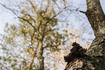 Grzyb czarny Chaga, Inonotus obliquus rośnie w lesie brzozowym.