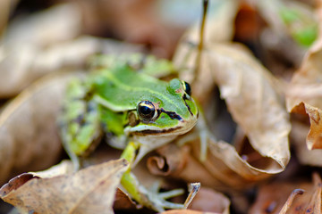 Macro close-up of a European tree frog (Hyla arborea, formerly Rana arborea) in the fallen Autumn leaves