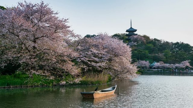 Timelapse of Cherry Blossoms by Pagoda over Pond in Japan