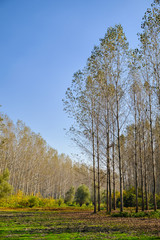 Special Nature Reserve Koviljsko Petrovaradinski Rit (Kovilj – Petrovaradin marshes), a complex of marshes and forest ecosystems on the Danube river in Backa region of Vojvodina, northern Serbia