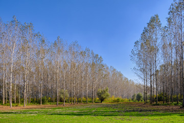 Special Nature Reserve Koviljsko Petrovaradinski Rit (Kovilj – Petrovaradin marshes), a complex of marshes and forest ecosystems on the Danube river in Backa region of Vojvodina, northern Serbia