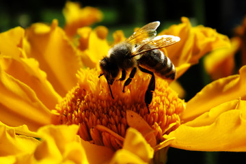 macro shot of a bee on a yellow flower