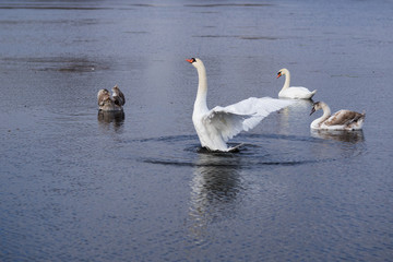 Swan family swims on the lake