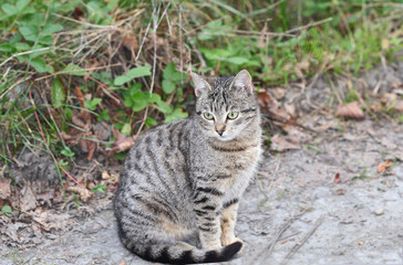 Tender kitten is sitting on the road ...
