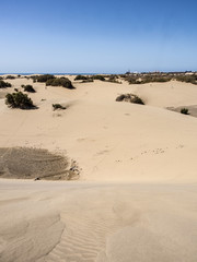 Fototapeta na wymiar Dunes in the Canary Islands