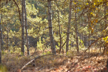 forest in autumn
