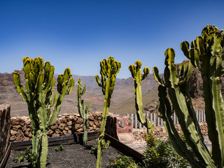 Landscape and garden with canary cactus