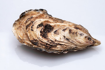 Fresh opened oyster on white background