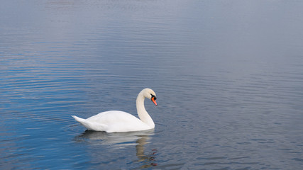 Fototapeta na wymiar One white Swan swimming on the lake