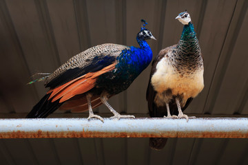 Peacocks are in the farm