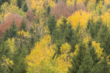 Fototapeta premium Cansiglio