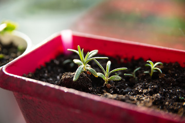Rosemary in pink flower pot at the window.Potted herbs.