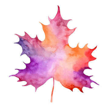 Maple leaf, watercolor