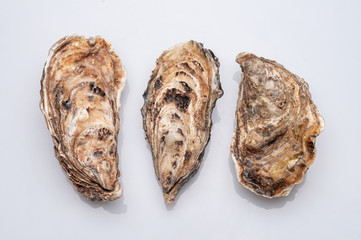 Fresh opened oyster on white background