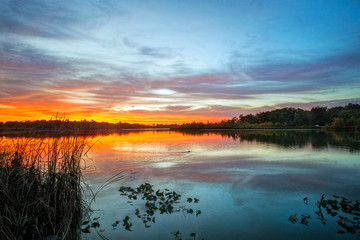 Fototapeta na wymiar Muskrat Swims on the Lake at Sunset