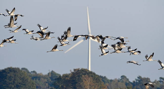 Kraniche (Grus grus) vor einer Windraftanlage - migrating cranes