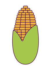 cob corn fresh isolated icon