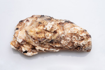Fresh opened oyster on white background