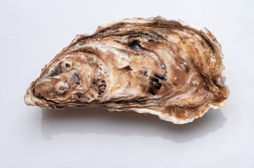 Fresh opened oyster on white background