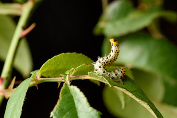 false caterpillar of the rose bush (Arge rosae)