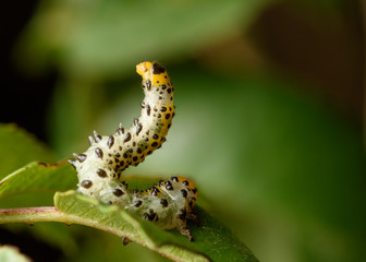 false caterpillar of the rose bush (Arge rosae)