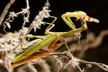 Mating Praying mantis in the bush