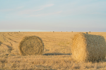 Fototapeta premium Fodder, forage, haymaking. Hay bales on the field, agriculture. Agriculture, ecology. Harvesting Mowed Grass