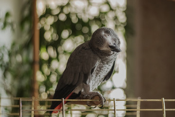 Parrot Jacko sitting on the perch of the cage