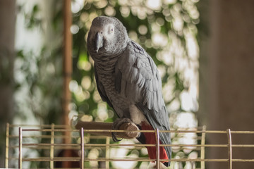 Parrot Jacko sitting on the perch of the cage