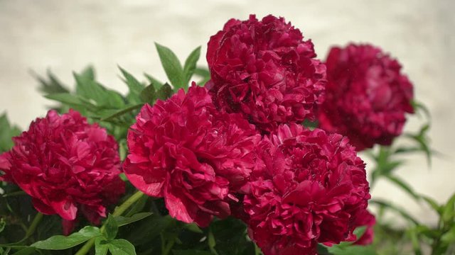 Red peony beautiful flowers peonies on sunny spring day. Beautiful purple Peony background. Wedding backdrop, Valentine's Day concept. Birthday bouquet, blossom, flower, blossoming garden, water rain