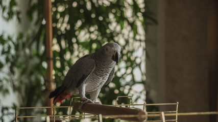 Parrot Jacko sitting on the perch of the cage