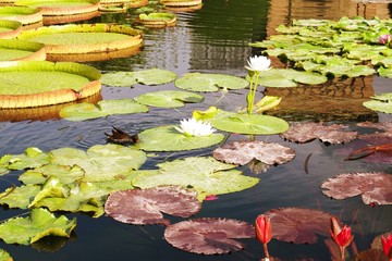 Obraz na płótnie Canvas Man made pond with water lilies and white lotus flowers