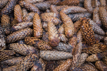 Fir tree and pine tree cones background