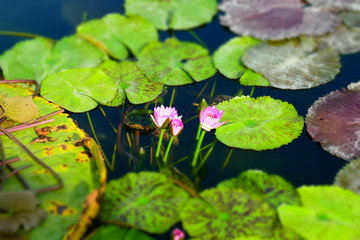 Man made pond with different types of water lillies	