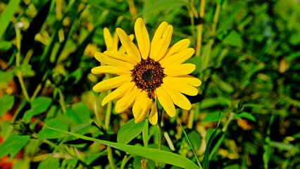  Bright flowers on the flowerbed in a city park. Floral background for design work.