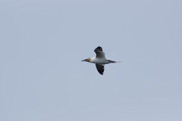 Brid in flight