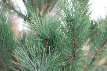 Branches with needles of  pine  tree close-up