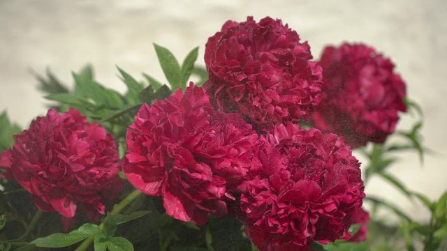 Red peony beautiful flowers peonies on sunny spring day. Beautiful purple Peony background. Wedding backdrop, Valentine's Day concept. Birthday bouquet, blossom, flower, blossoming garden, water rain