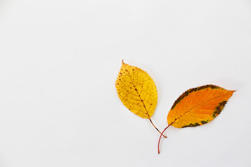two autumn leaves decoration isolated on white autumnal botany background