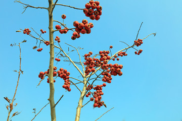 Hawthorn fruit in the branch
