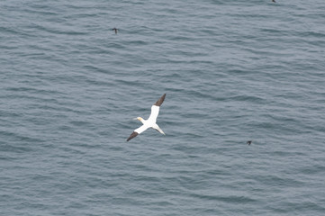 Brid in flight