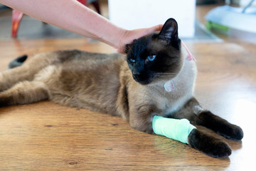 The womans hand caresses the upset kitten. Kitten on the floor with bandage paw after the drip...
