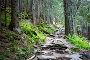Trees with old massive interlaced crooked roots in forest